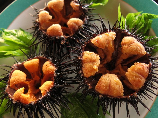 ウニの活け造り（特別注文で承ります。）　6月～7月が旬　（秋から冬は獲れません。）