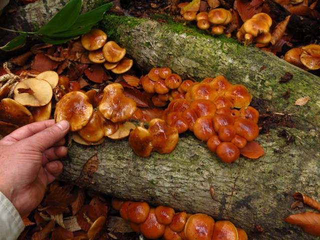 毎秋天然ナメコの収穫に行っています。