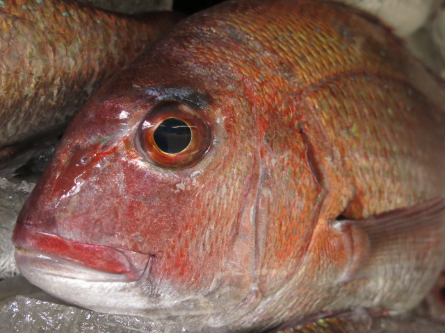 津軽海峡真鯛のオリジナル料理が人気です！